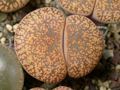 Lithops lesliei ssp. lesliei var. hornii C.015