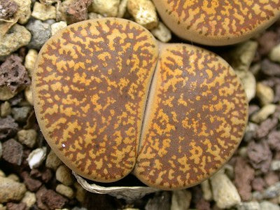 Lithops lesliei ssp. lesliei var. hornii C.364