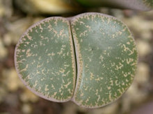 Lithops lesliei ssp. lesliei var. lesliei (luteovirides) C.020