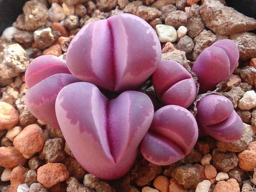 Lithops optica var. Rubra C.81a