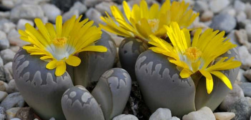 Lithops otzeniana C.128
