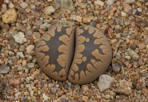 Lithops otzeniana C.350