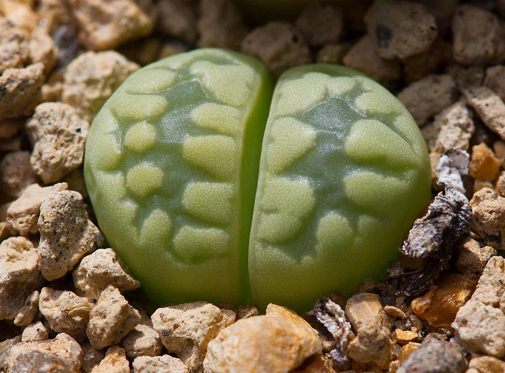 aquamarine succulent Lithops otzeniana 'Aquamarine' C.128a – Cape Succulent Seeds
