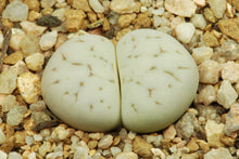 Lithops ruschiorum