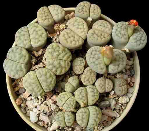 Lithops schwantesii ssp. schwantesii var. urikosensis (syn. kunjajensis) C.186