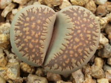 Lithops villetii ssp. deboeri C.258