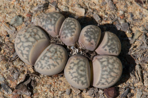 Lithops geyeri C.274