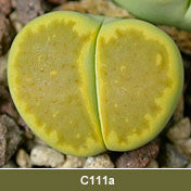 Lithops hallii var. ochracea Green Soapstone C.111a