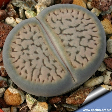 Lithops hookeri var. dabneri C.013