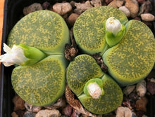 Lithops lesliei var. Albinica C.036a
