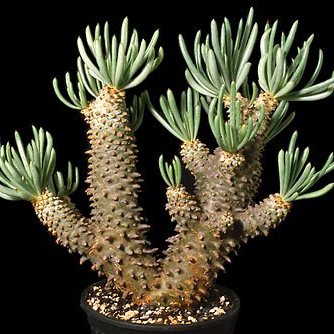 Tylecodon walichii