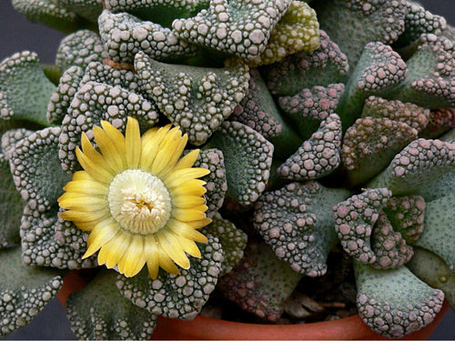 Titanopsis calcarea