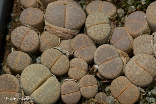 Lithops amicorum (Tok67)