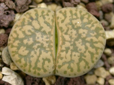 Lithops gesinae var. gesinae C.207