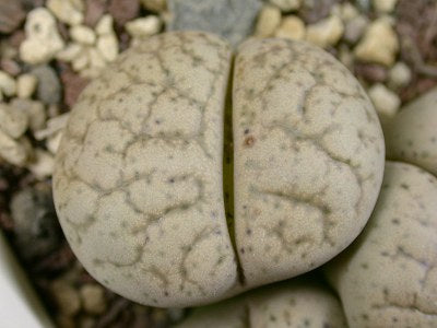 Lithops francisci C.371