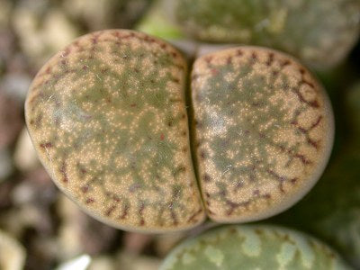 Lithops bromfieldii var. insularis C.042