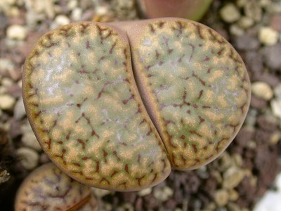 Lithops bromfieldii var. insularis C.043
