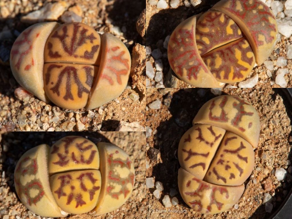 dorothea succulent Lithops dorotheae, premium selection – Cape Succulent Seeds