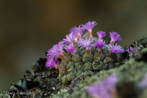 Conophytum ficiforme EA3998  -  200 seeds