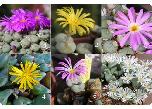 Conophytum species mixed