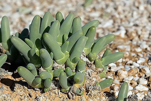 Dactylopsis digitata  - 500 seeds