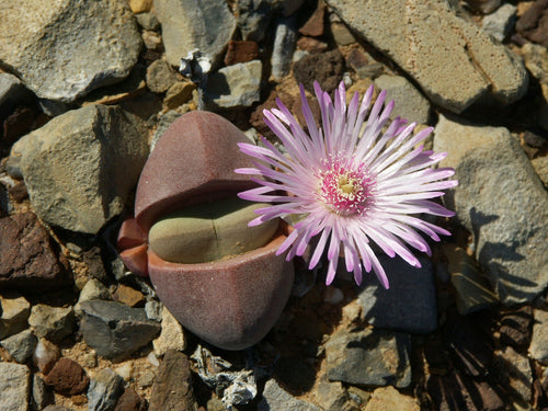 Didymaotus lapidiformis (Tankwa Karoo)