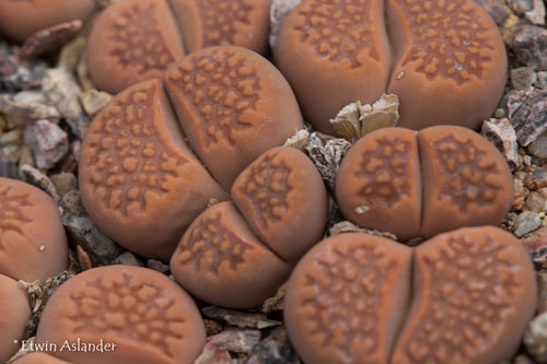 Lithops hallii var. ochraceae C.059