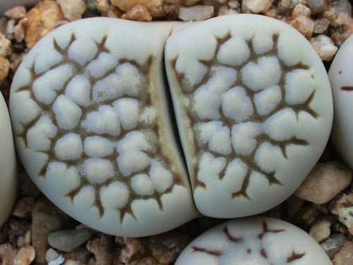Lithops julii ssp. julii C.205 (syn. chrysocephala)