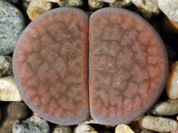 Lithops hookeri var. elephina C.092
