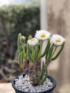 bunny ear succulent seeds Monilaria moniliformis (EA1258 Trawal) – Cape Succulent Seeds
