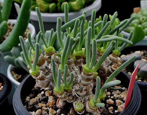 Monilaria moniliformis (EA1258 Trawal)