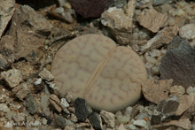 Lithops vallis-mariae C.281