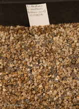 Lithops lesliei ssp. lesliei var. venteri  (mix of C.001, 047, 153)
